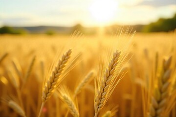 Close-up view of golden wheat stalks swaying gently in a summer breeze, sunlit field, rural landscape, natural texture, agricultural scene , crop, agriculture, ears