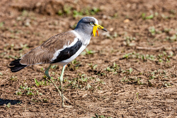 South Africa, Kruger National Park, White-crowned / White-headed Lapwing / Plover (Vanellus...