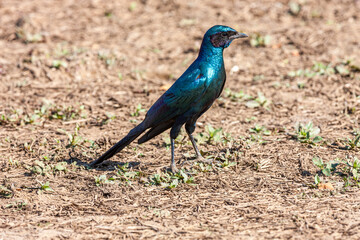 South Africa, Kruger National Park, Burchell's Glossy-starling (Lamprotornis australis)