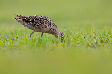 A long-billed dowitcher (Limnodromus scolopaceus) foraging in a meadow.