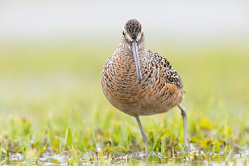 A long-billed dowitcher (Limnodromus scolopaceus) foraging in a meadow.