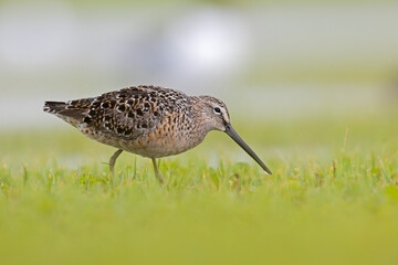 A long-billed dowitcher (Limnodromus scolopaceus) foraging in a meadow.