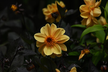 黄色い皇帝ダリア