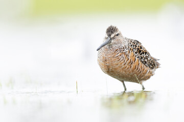 A long-billed dowitcher (Limnodromus scolopaceus) foraging in a meadow.