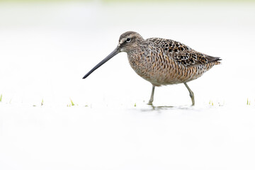 A long-billed dowitcher (Limnodromus scolopaceus) foraging in a meadow.