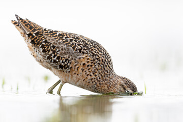 A long-billed dowitcher (Limnodromus scolopaceus) foraging in a meadow.