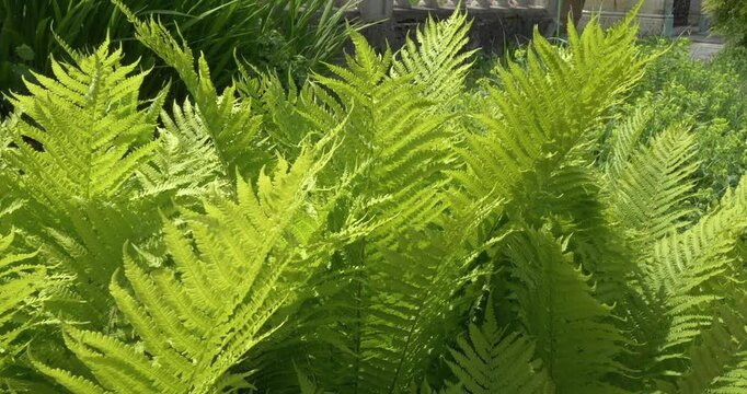 Gr&uuml;ne Bl&auml;tter eines Strau&szlig;enfarn (Matteuccia struthiopteris) bewegen sich im Wind, Strau&szlig;farn, Trichterfarn