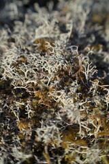 lichen on rock