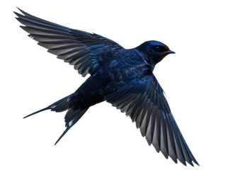 Fototapeta premium Blue bird in flight, transparent background