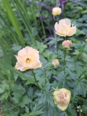 Yellow flower in the garden