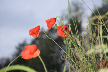 poppies in the field