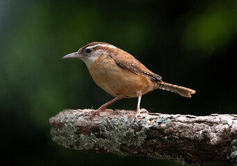 Closeup of a Carolina Wren