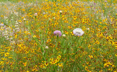 American basketflower stands tall in a colorful roadside meadow, with its purple and white blooms contrasting against a field of yellow tickseed. Clusters of spotted beebalm are in the background.
