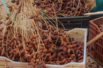 Freshly Picked Dates with Natural Texture and Color