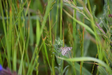 butterfly on a green grass