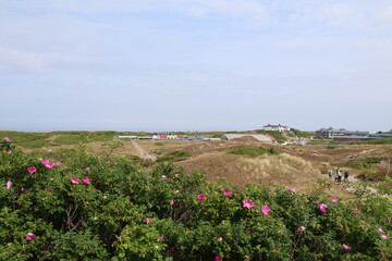 Dünenlandschaft auf der Nordseeinsel Langeoog