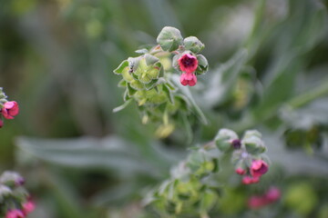 bee on a red flower