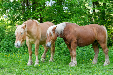 Obraz premium Comtois-Pferde auf einer Weide in Frankreich