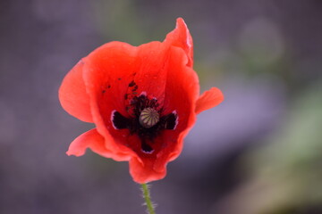 red poppy in the garden