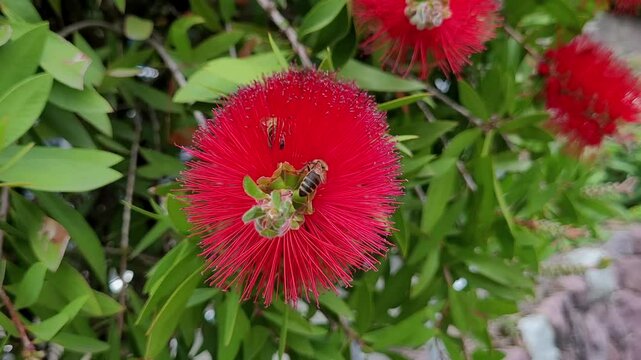 Karminroter Zylinderputzer (Callistemon citrinus), Myrtengew&auml;chse, Meran, S&uuml;dtirol, Italien, Europa