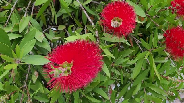 Karminroter Zylinderputzer (Callistemon citrinus), Myrtengew&auml;chse, Meran, S&uuml;dtirol, Italien, Europa