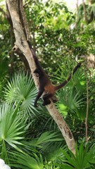 Spider monkey hanging upside down from a tree in the rainforest