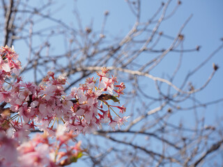 Cherry blossoms bloom against a clear blue sky in early spring, Japan.