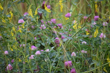 spring flowers in the field