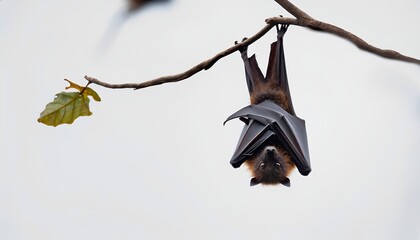 bat on a branch