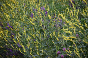 lavender field in the wind