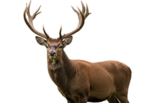 Majestic deer with large antlers isolated on b, transparent background