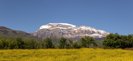 Yellow fields at the foot of Mount Shahdag.