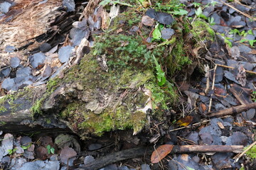 green moss on the ground