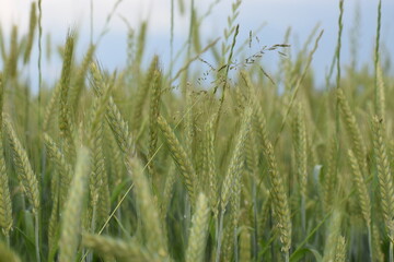 wheat field in summer