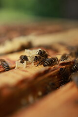 bees on honeycomb close up