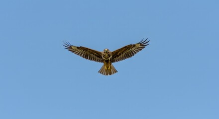 Fototapeta premium Flying Bird Against the Blue Sky