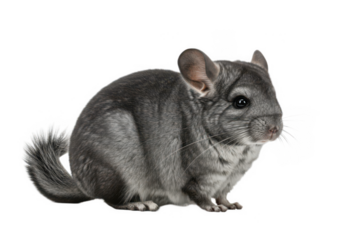Grey chinchilla sitting, transparent background