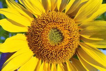 Obraz premium Sunflower on a farmer field.
