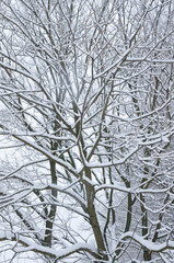 winter season. Trees covered by snow.	
