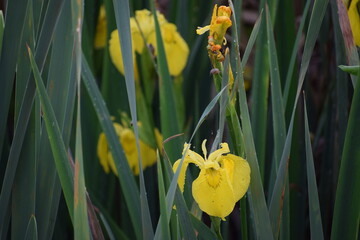 yellow daffodils in spring