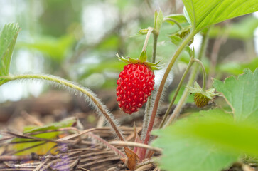 Wild strawberry berry close up..