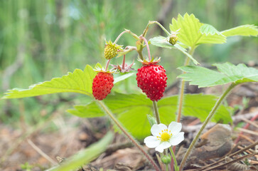 Wild strawberry berry close up.