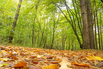 autumn forest.