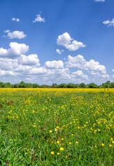 Green summer meadow