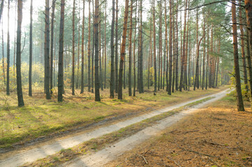Foggy morning in the forest