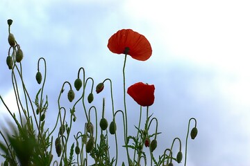 poppy flowers against blue sky