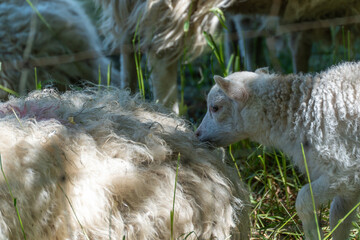 Close-up of a lamb near a ewe. A young lamb sniffs the wool of an adult sheep, surrounded by tall...