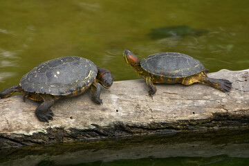 the Red-Eared Slider (Trachemys scripta elegans), a freshwater turtle known for the signature red streak behind each eye. A skilled swimmer and a sunbathing expert.