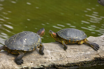 Fototapeta premium the Red-Eared Slider (Trachemys scripta elegans), a freshwater turtle known for the signature red streak behind each eye. A skilled swimmer and a sunbathing expert.