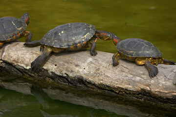 Fototapeta premium the Red-Eared Slider (Trachemys scripta elegans), a freshwater turtle known for the signature red streak behind each eye. A skilled swimmer and a sunbathing expert.